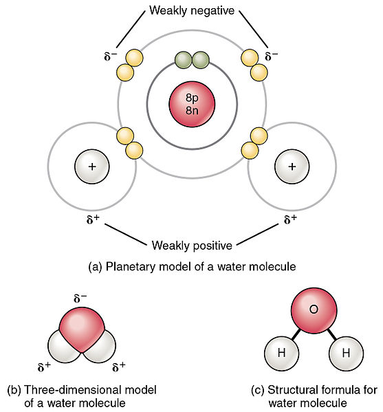<p>-Oxygen is more negative; Hydrogen is more positive -There is a difference in electronegativity between atoms which causes unequal sharing of electrons in a molecule. Because of the partial charges within the molecule and the molecules shape, there are opposite poles: a positive hydrogen side and a negative oxygen side. -Polar covalent means there is an unequal sharing of electrons, creating a charge.</p>