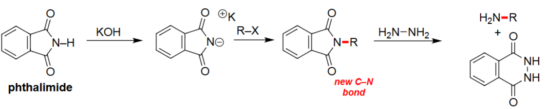 <ul><li><p>KOH deprotonates phthalimide to generate the nucleophilic imide anion.</p></li><li><p>The imide anion performs an SN2 attack on the alkyl halide, forming a new C–N bond.</p></li><li><p>Hydrazine cleaves the N–R bond, releasing the primary amine.</p></li><li><p>Produces primary amines without risk of over-alkylation.</p></li></ul><p></p>