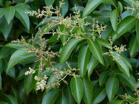 <p>what is the scientific name of Glossy Privet</p>