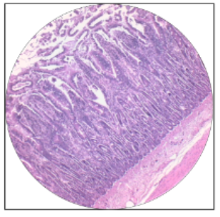 <p>what is this the histology of?</p>