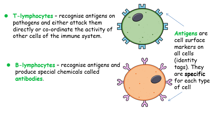<p><span style="font-family: &quot;Comic Sans MS&quot;"><strong>Lymphocytes</strong> are a type of white blood cell found in the blood or lymph nodes and made by bone marrow. There are several types of lymphocyte, including:</span></p><img src="https://knowt-user-attachments.s3.amazonaws.com/120801d4-3e64-4a50-8be6-267ae3d6de97.png" data-width="100%" data-align="center"><p></p>