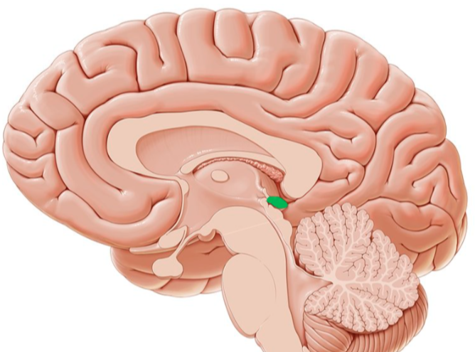 <p>releases melatonin to induce sleep</p>