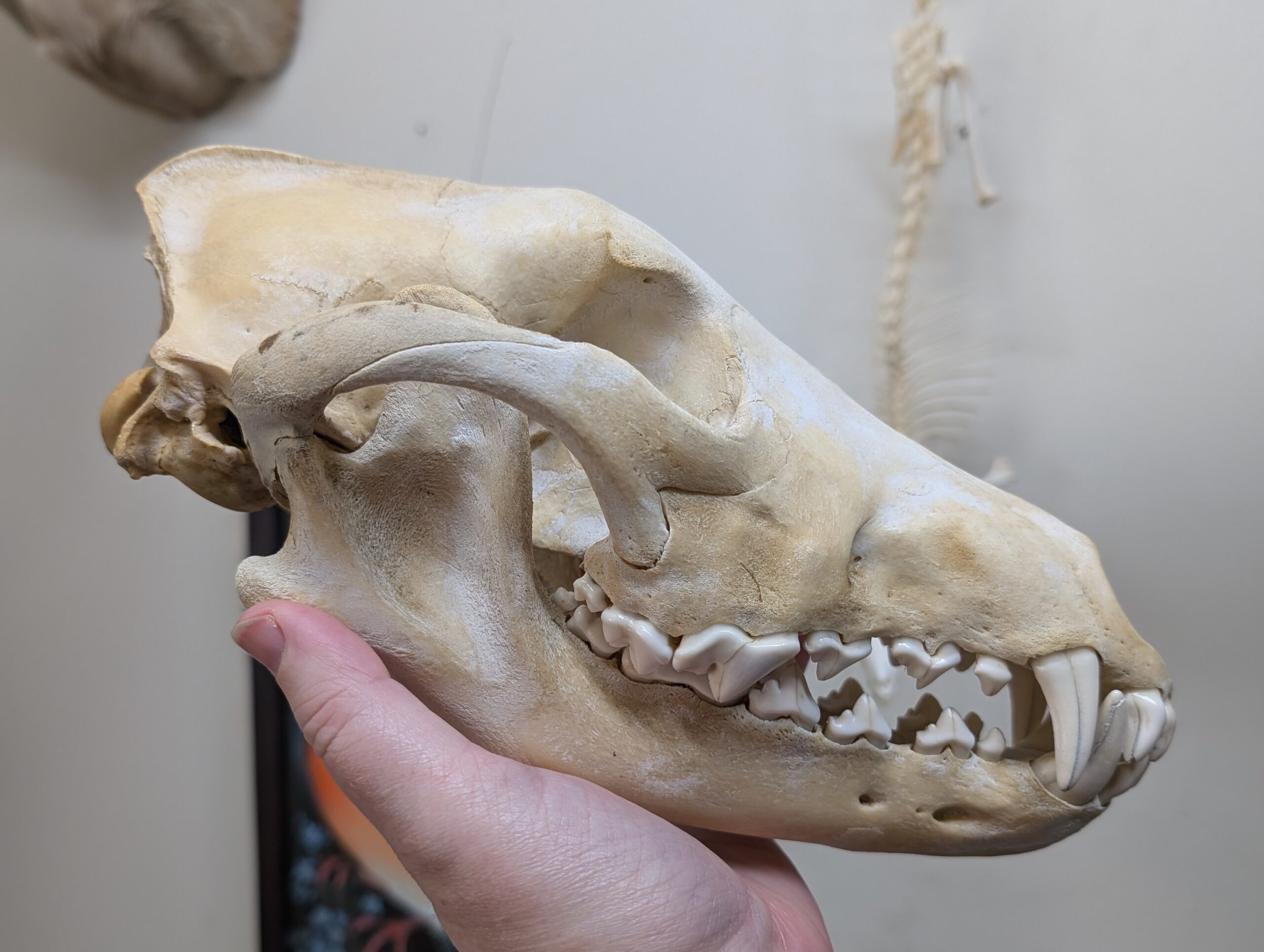 <p>large skull, rostrum slopes gently to forehead</p>