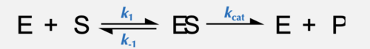 <p>• Enzyme and substrate form an enzyme/substrate complex, ES</p><p>• ES can either dissociate or substrate is converted into product P</p><p>• P dissociates and free enzyme is regenerated</p>