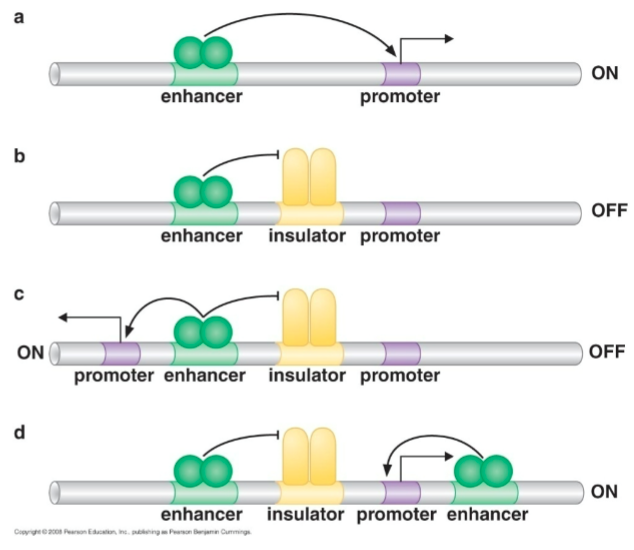 <p>They can modify chromatin, marking boundaries between hetero- and euchromatin. <span>These boundaries can prevent silencing of genes surrounded by heterochromatin</span></p>