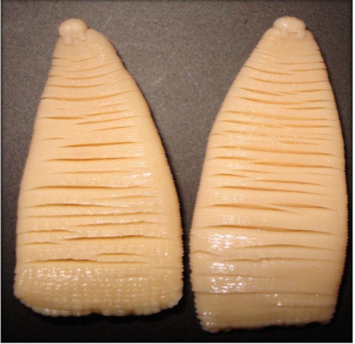 <p>Found in a horse who died due to SI rupture. What parasite is this?</p>