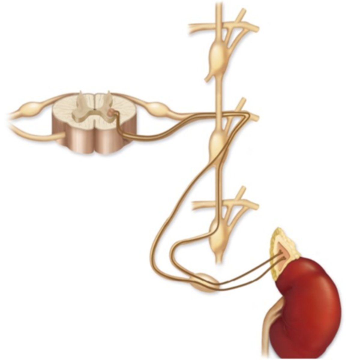 <p>E. Adrenal medulla pathway</p>