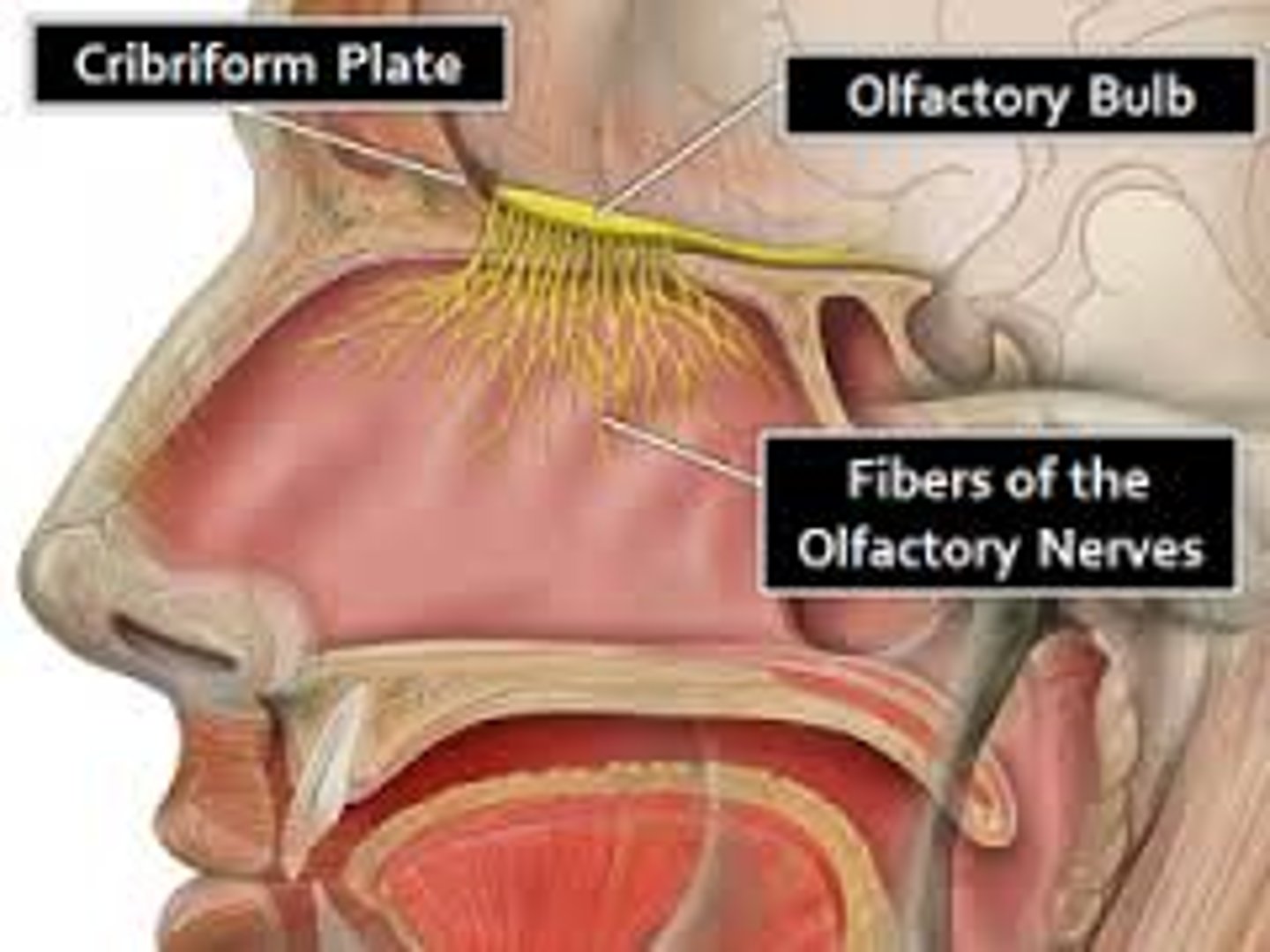 <p>sensory cell for the olfactory system</p>