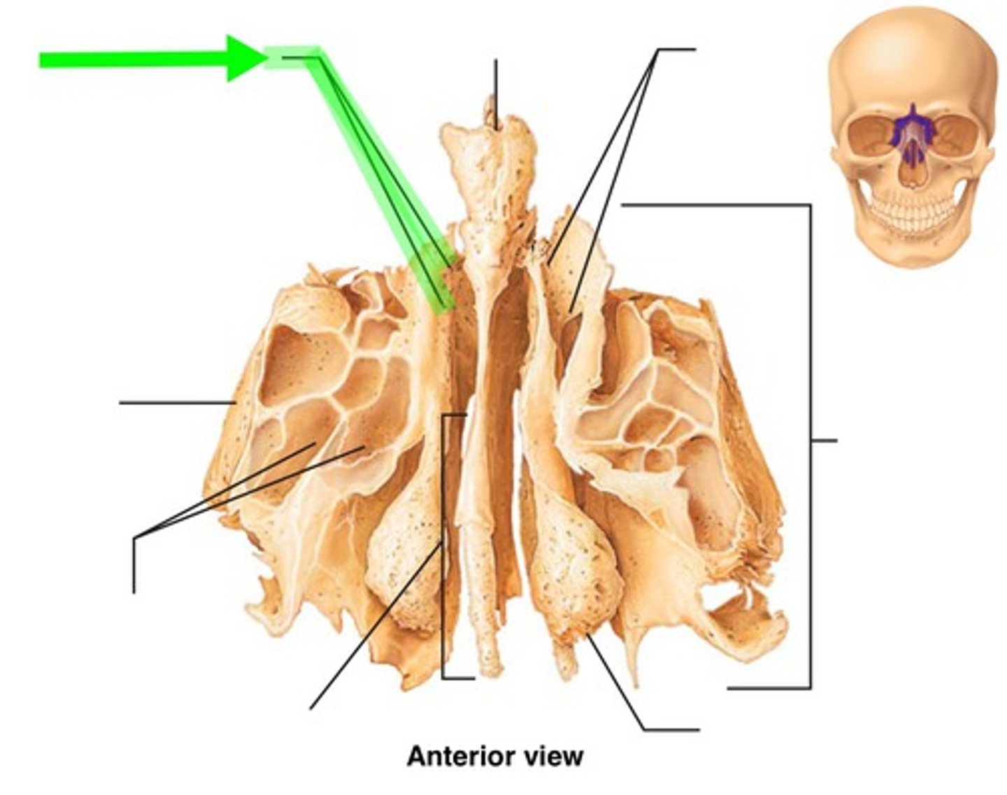 <p>Label the ethmoid bone</p>