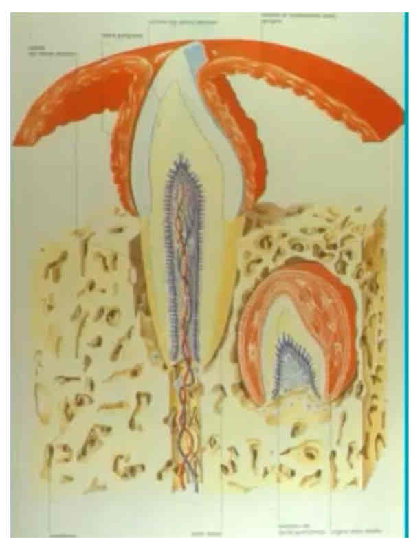 <p>Rimangono a fianco della dentatura decidua e quando avviene la permuta si ha la lisi osteoclastica della radice del dente deciduo così che cada e possa essere sostituito.</p>