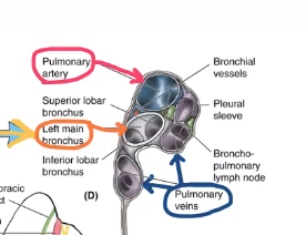 <p>pulmonary veins</p>