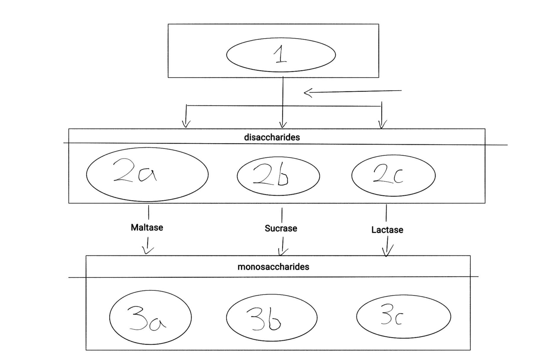 <p>Starch/glycogen</p>