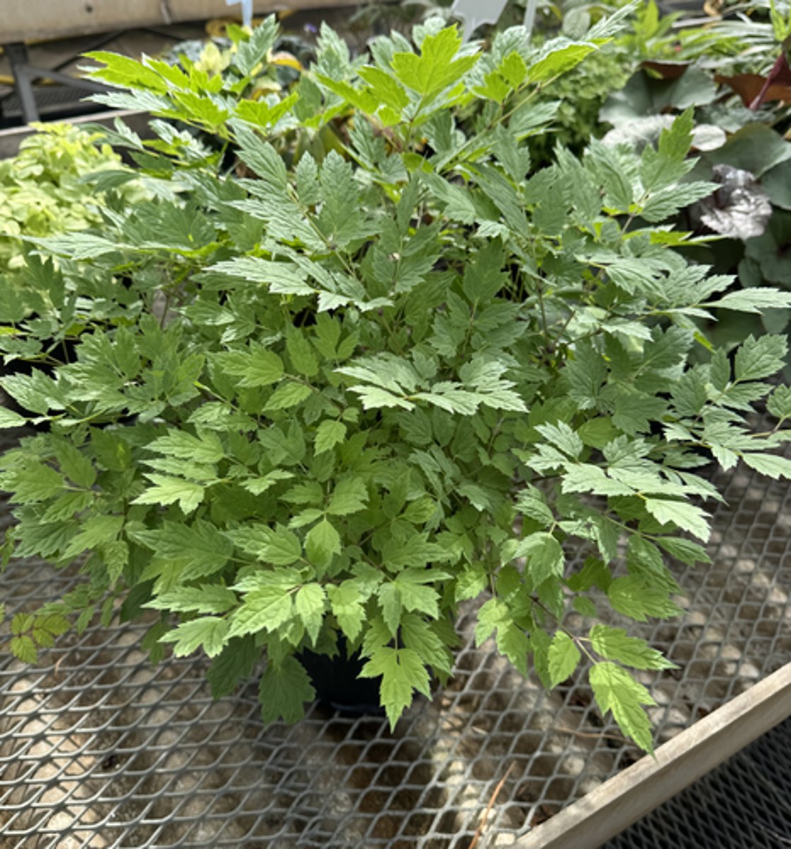<p>What is the common name for this plant?</p>