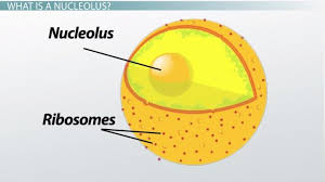 <p>Nucleolus </p>