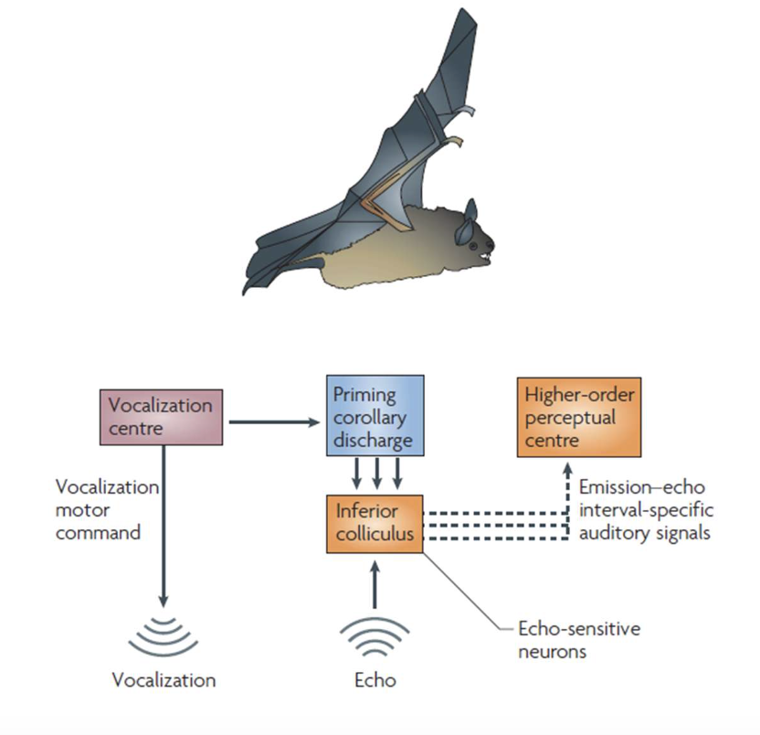 <p>create a copy of sensory input and differentiate between input from outside world and from within. </p><p>ex: bats; difference between its sound and echo to help with visualization</p>