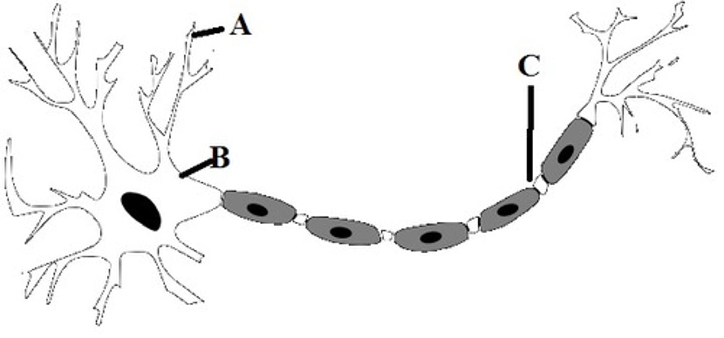 <p>what are the 3 structures to know on a multipolar neuron?</p>