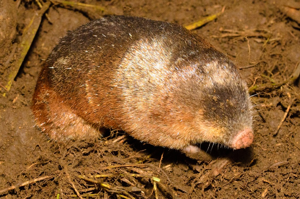 <p>Vic Falls, Etosha NP, Spitzkoppe, Swakopmund, </p>
