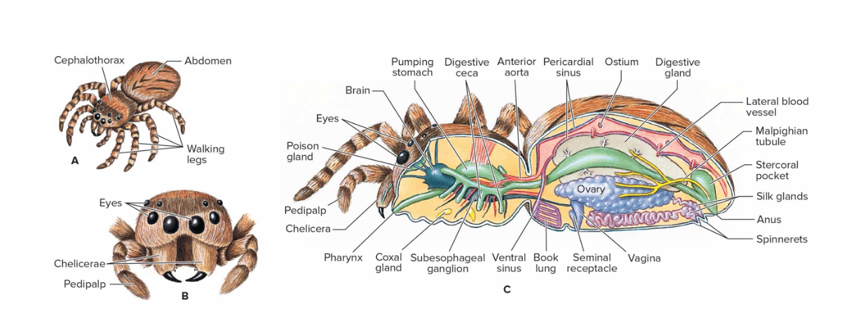 <p>-over 100,000 species described -spiders, scorpion, whip scorpions, ticks, mites, harvestmen, etc -cephalothorax and abdomen</p>