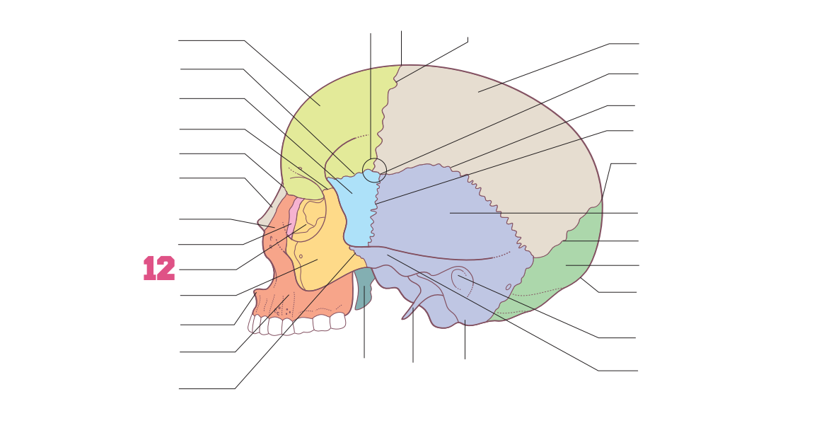 <p>12</p>