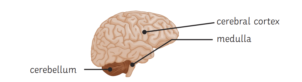 <ul><li><p>Controls unconscious activities</p><ul><li><p>Heart + breathing rate</p></li></ul></li></ul>