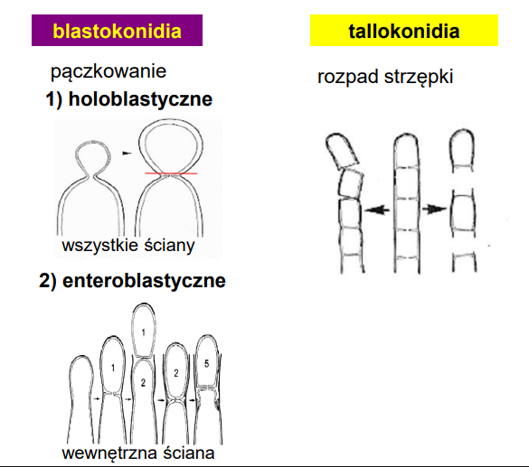 <p>Konidia = zarodniki mitotyczne/wegetatywne</p><ol><li><p>Tallokonidia <br>-rozpad strzępki wzdłuż ścian poprzecznych na tallokonidia</p></li><li><p>Blastokonidia holoblastyczne<br>-komórka wypączkowuje komórkę potomną - obie części ściany biorą udział</p></li><li><p>Blastokonidia enteroblastyczne<br>-komórka wypączkowuje komórkę potomną - komórka tworzy się tylko z wewnętrznej części ściany</p></li></ol><p></p>