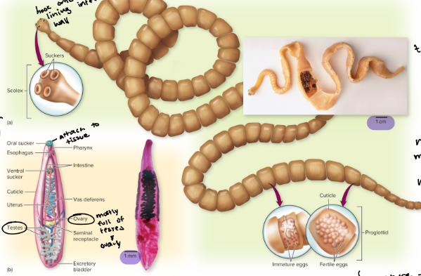 <p>pathogenic flatworms</p>