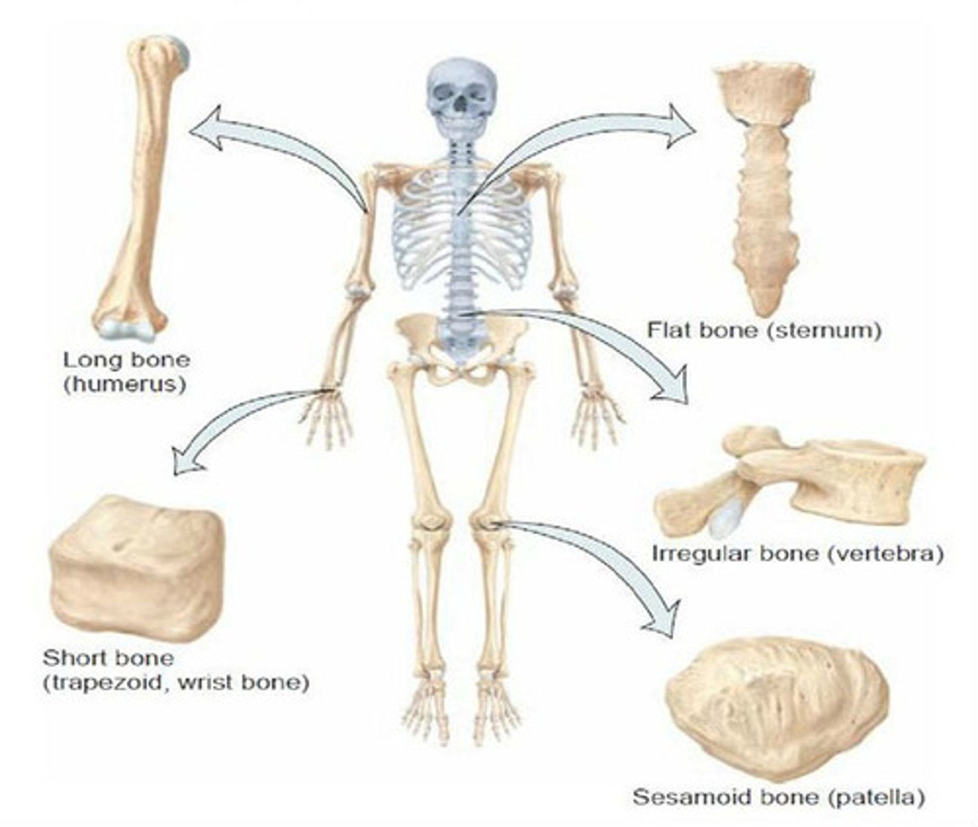 <p>long<br>short<br>flat<br>irregular<br>sesamoid</p>