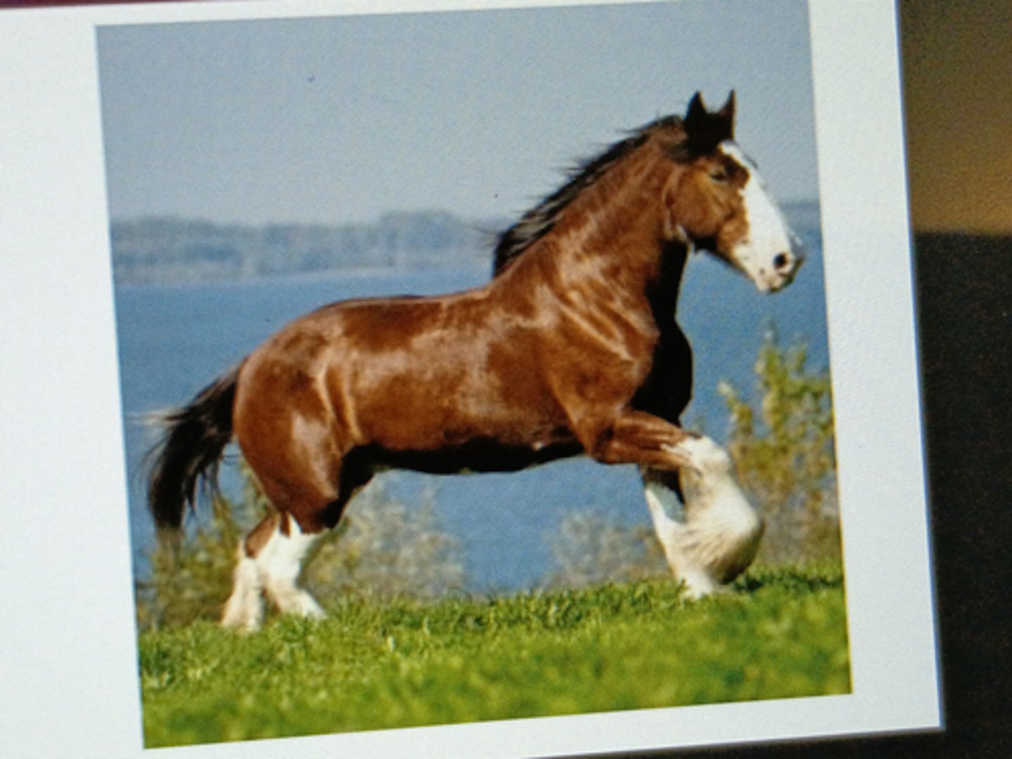 <p>Origin: Clyde Valley, Scotland ¡ Friesian &amp; Flemish stallions x local mares of Scotland ¡ Use in agriculture, FirstWorld War ¡ Large, powerful horse</p>