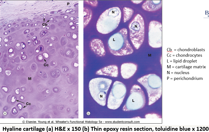 <p>Hyaline cartilage</p>