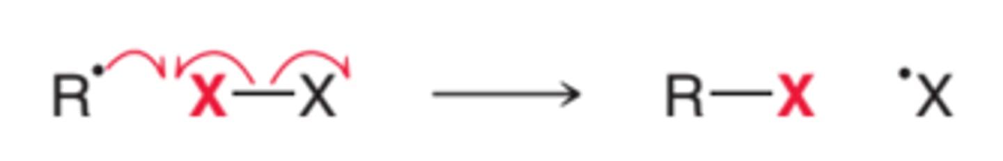 <p>free radical R abstracts halogen + electron; yields R-X and free radical halogen</p>