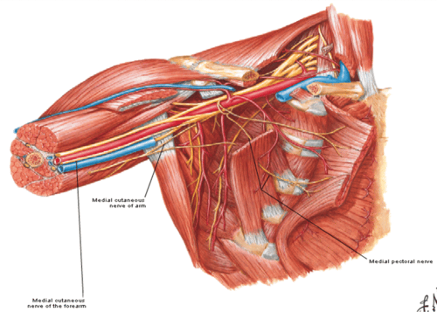 <p>-Course: runs initially with ulnar nerve and pierces deep fascia to enter subcutaneous tissue</p><p>-Supply: skin on medial side of forearm</p>