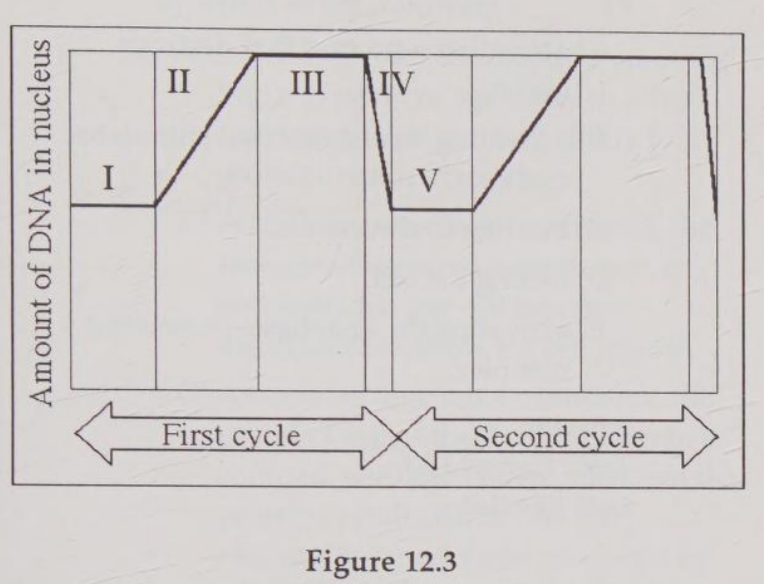 <p>MPF reaches its threshold concentration at the end of this stage.</p><p>A) I</p><p>B) I </p><p>C) Il </p><p>D) IV </p><p>E) V</p>