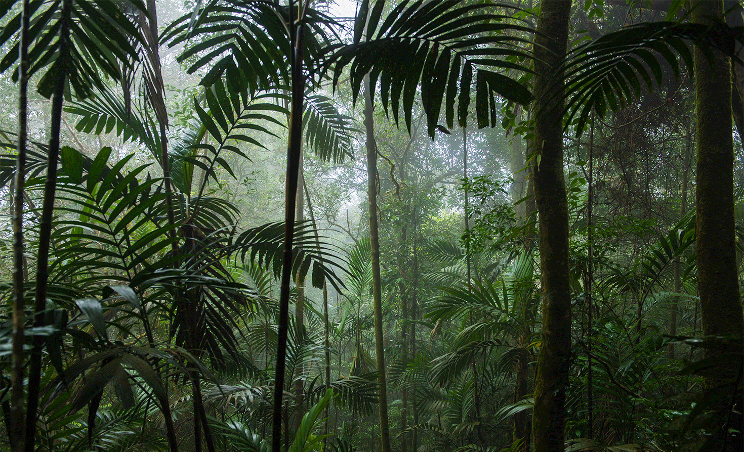 <p>Lots of sun and tons of rain, NNP high, rapid nutrient cycling, five layer structures based on light competition</p>