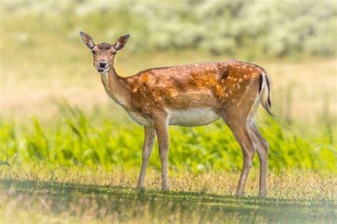 <p>Hind</p>
