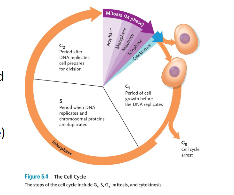 <p>Mitosis</p>