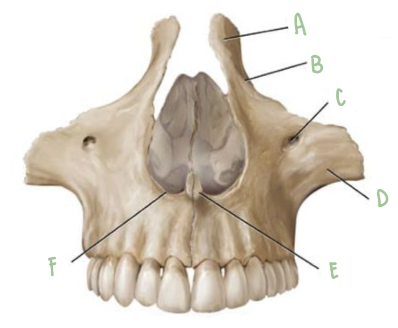 <p>Name the part of the maxillae labeled F</p>