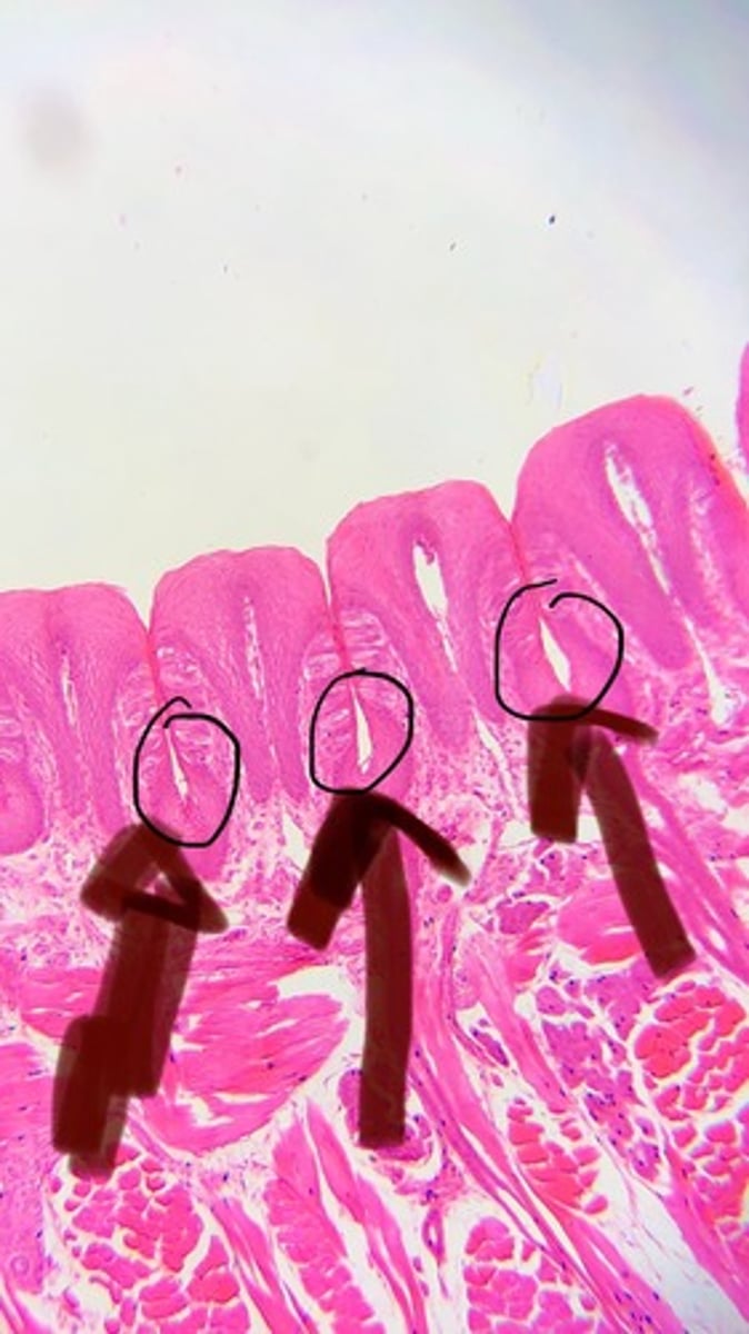 knowt flashcard image