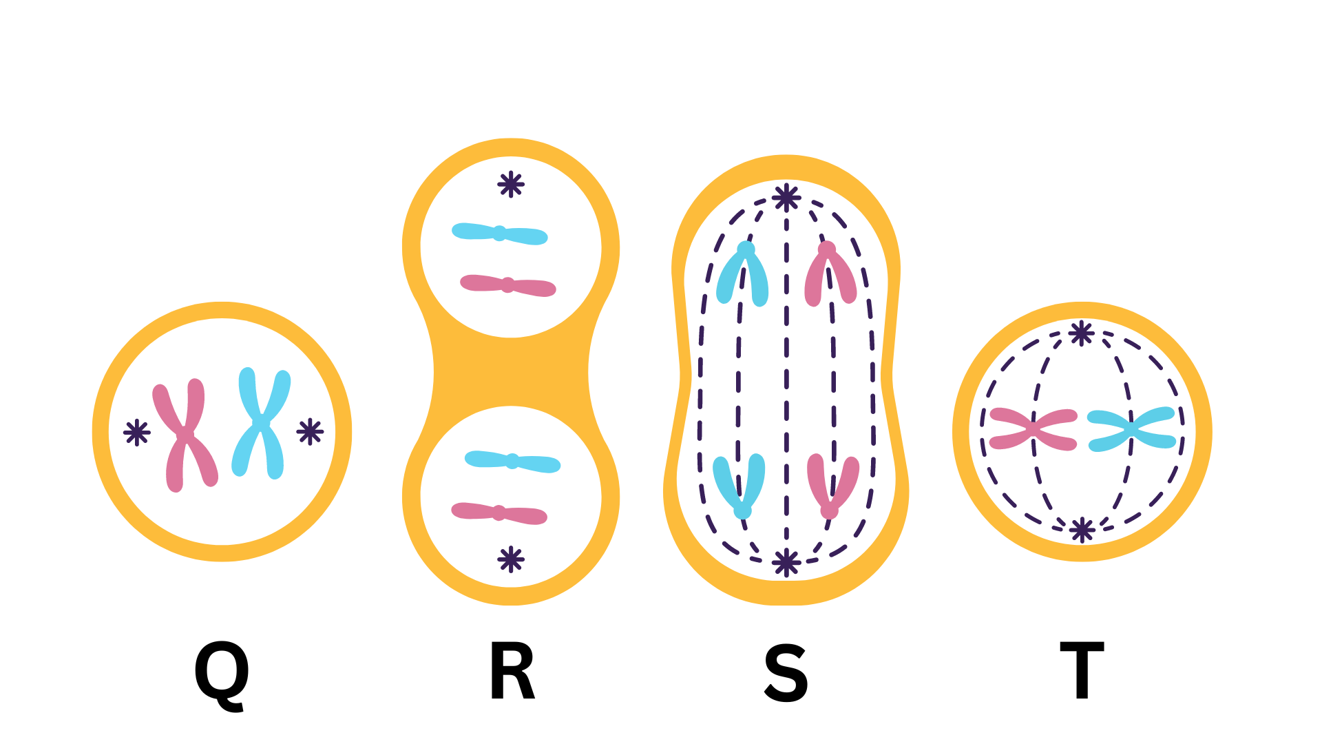 <p><span>The image below show an animal cell in different stages of mitosis.&nbsp;Which answer choice correctly sequences these steps as they occur in mitosis?&nbsp;&nbsp;</span></p>