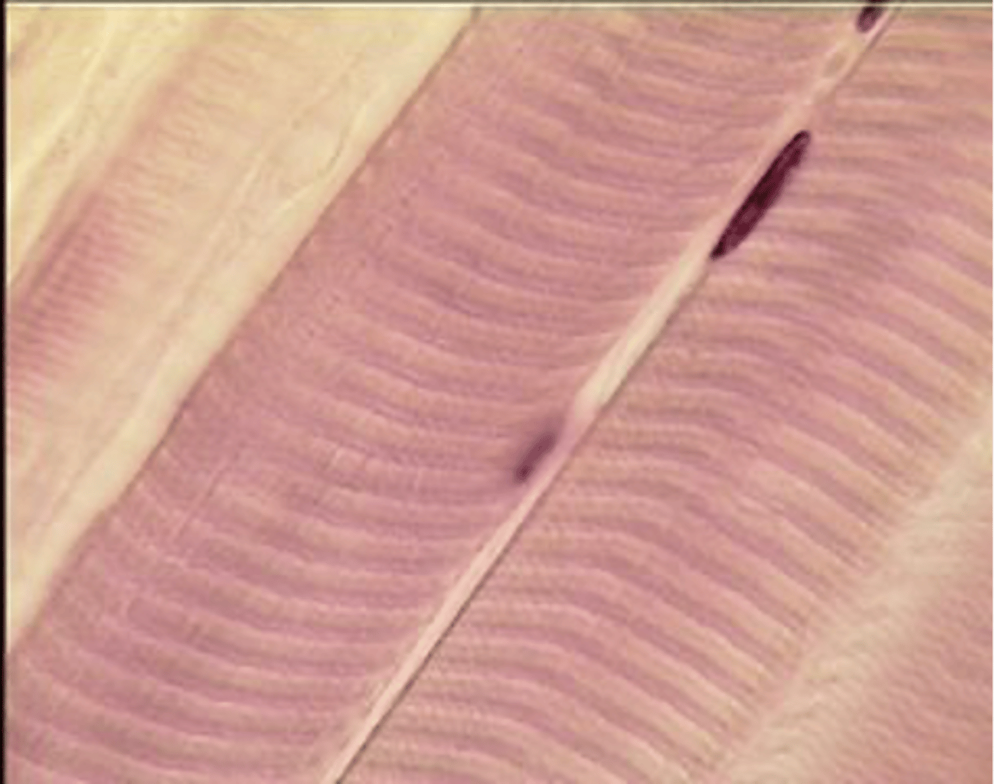 <p>What type of tissue is this?</p>