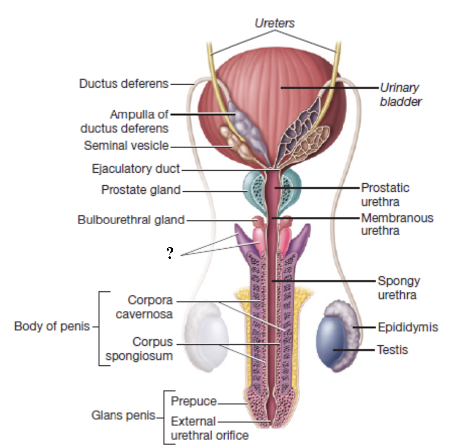<p>internal portion of the penis that anchors it to the pubic arch</p>