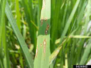<p>Rice blast</p><p>Symptoms:</p><p>• Elliptical lesions resembling a spindle shape, which tapers towards each end.</p><p>• Center of the spot is whitish to gray with brown to reddish brown margin.</p><p>Description :conidia are hyaline to pale olive, bicelled (two-septate), with pyriform to obclavate shape.</p>