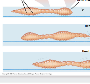 <p>crawl by perstalsis, which means they contract their muscles. The longitudunal muscles thickens and shortens, but contractions of the circular muscles constricts and elongates the worms</p>