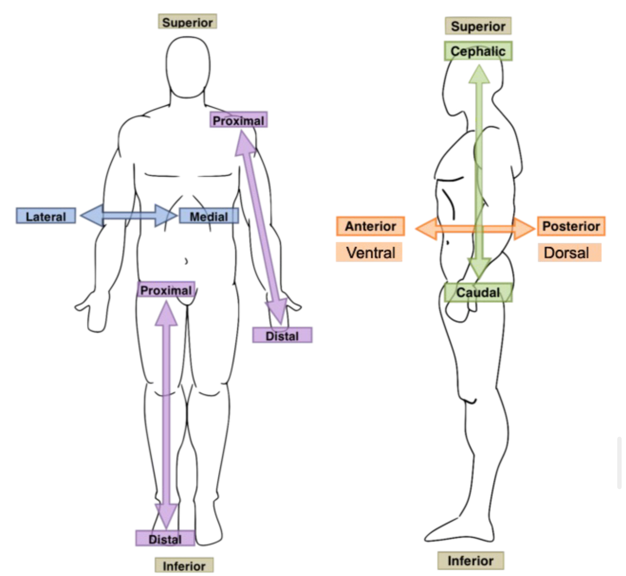 <p><span><strong>Define transverse plane. Recognize a transverse plane in an image:</strong></span></p>