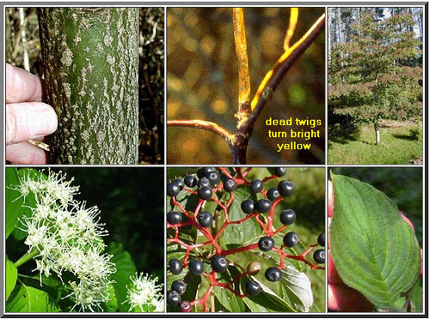 <p>-New twigs curl up<br>-Pointy buds<br>-Purple/red new twigs<br>-Horizontal branching<br>-Alternate leaves<br>-Green fruit that turns black</p>