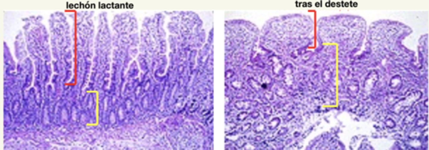 <p>- ↓ altura vellosidades</p><p>- ↑ profundidad criptas</p><p>- ↓ capacidad de absorción porque ↓ actividad enzimática de la lactasa y sucrasa</p><p>por tanto, es importante dar productos muy digestivos + pre y probióticos</p>