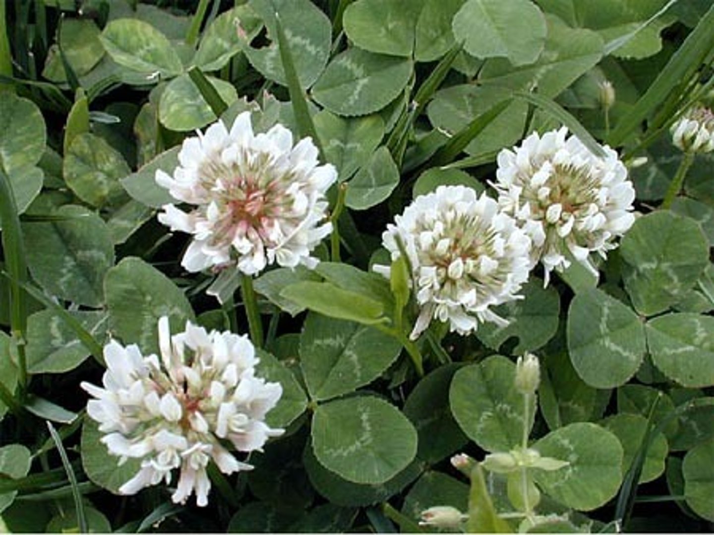 <p>trifolium repens</p><p>-circular leaves</p><p>-white flower</p>