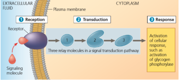 <ol><li><p>signaling molecule binds receptor</p></li><li><p>signal cascade triggers several reactions</p></li><li><p>required response achieved</p></li></ol><p></p>