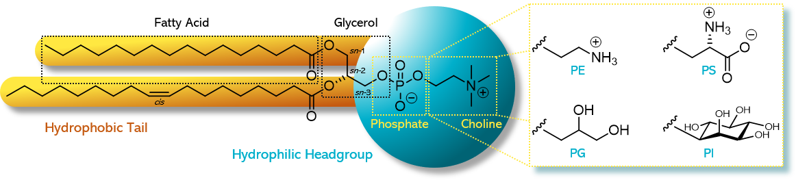 <ul><li><p>Derived from fatty acids and glycerol</p></li><li><p>have only <strong>two</strong> fatty acids condensed onto the glycerol molecule.</p></li><li><p>The third -OH position of the glycerol is condensed with a phosphate group.</p></li><li><p>The most common phospholipid is lecithin.</p></li></ul>