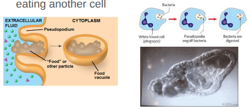 <ol><li><p>a cell engulfs a particle in a vacuole</p></li><li><p>The vacuole fuses with a lysosome to digest the particle</p></li><li><p>think “cellular eating” - solids </p></li></ol><ul><li><p>Ex: white blood cell eating bacteria,Ameba eating another cell</p></li></ul><p></p>