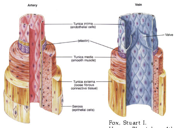 <ul><li><p><span>Return blood to the heart</span></p></li><li><p><span>Composed of smooth muscle, and one-way valves to return low pressure blood to heart</span></p></li><li><p><span>Not as thick as arteries and the walls are not as elastic</span></p></li><li><p><span>The internal diameter of veins is therefore greater than arteries</span></p></li><li><p><span>Contraction of skeletal muscles help push blood back to heart&nbsp;</span></p></li><li><p><span>Gravity pulls blood down and causes pooling, veins may become larger and bulge → varicose veins</span></p></li></ul>